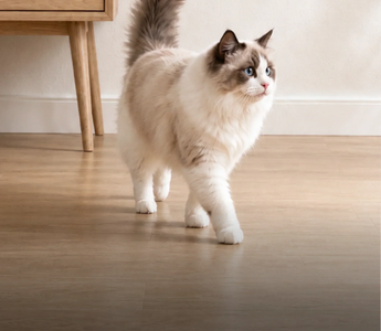 ragdoll cat