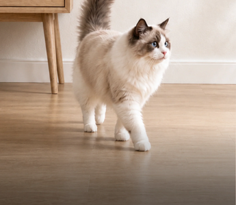 ragdoll