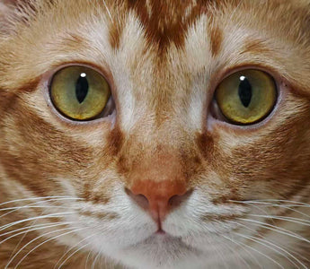 Cat Eye Colors: A Complete Guide to Every Eye Color in Cats