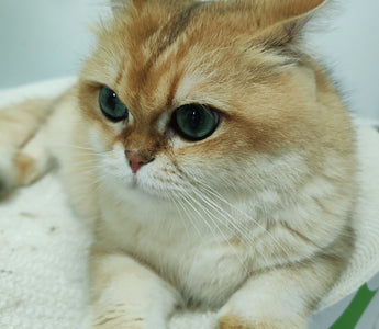 Crystals in Cat Urine: Types, Causes, and Prevention