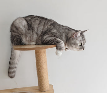 cat get zoomies after poop