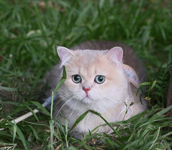 cat pooping in yard