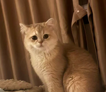 How to Get Rid of Cat Urine Smell: A Step-by-Step Guide