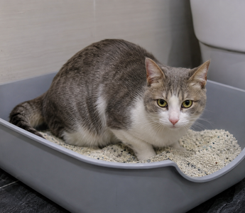 cat pee in a litter box