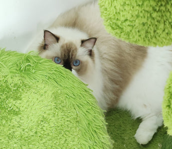 collect cat's urine sample