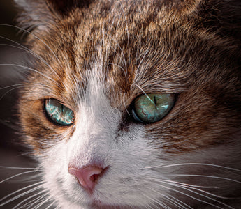 cat's eyebrow