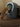 ai camera cat