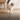ragdoll cat