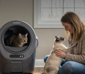 a women is playing with cats