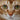 Cat Eye Colors: A Complete Guide to Every Eye Color in Cats