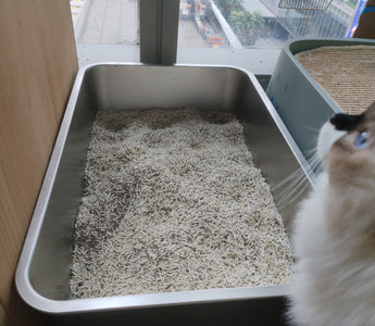cat holding pee