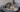 cat pee in a litter box