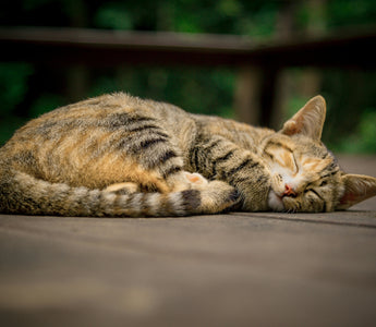 make constipated cat poop