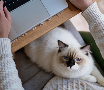 333 rules for cats