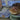 cat poops outside litter box