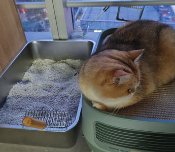 cat poops outside litter box
