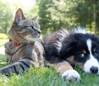 dog and cat sit together