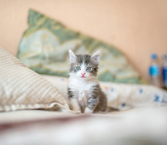 when cat stop growing