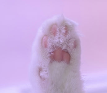 7 pink toes of a white cat