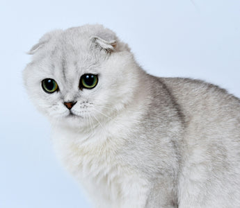calm cat breed