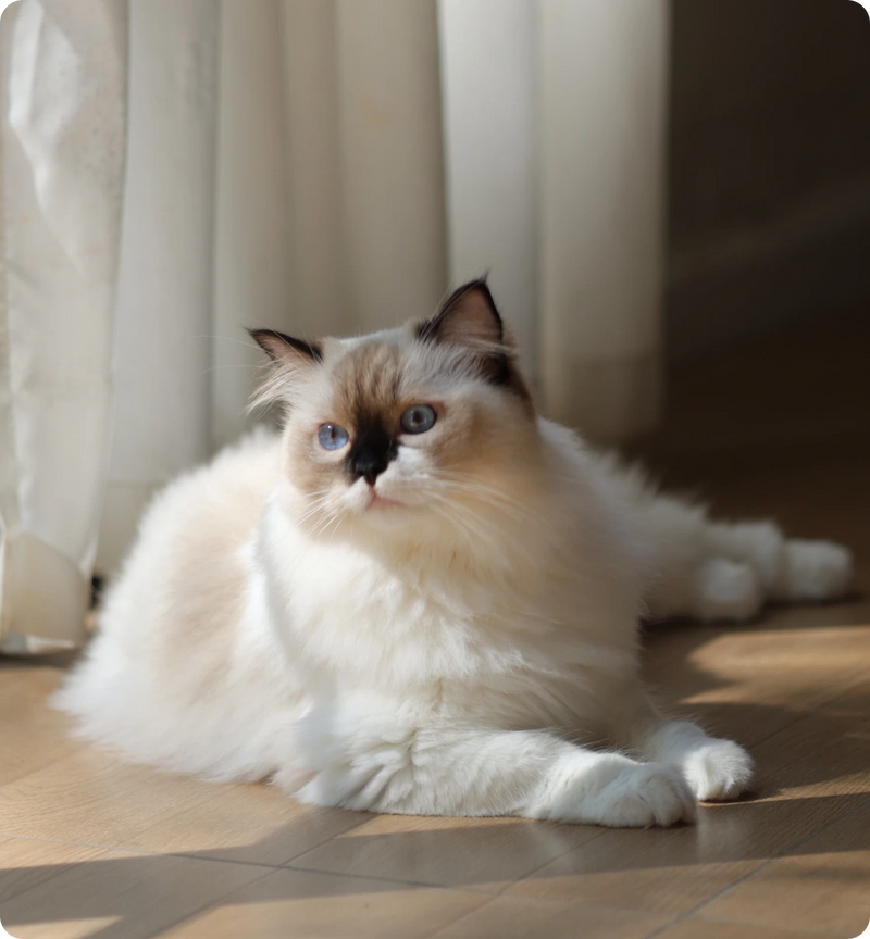 Cat Age Calculator