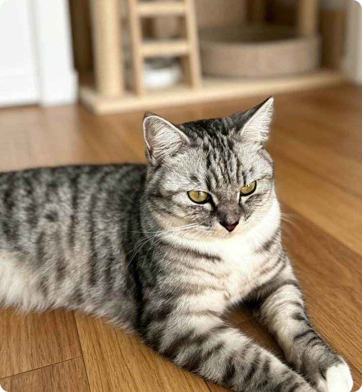 cat lies on wooden floor