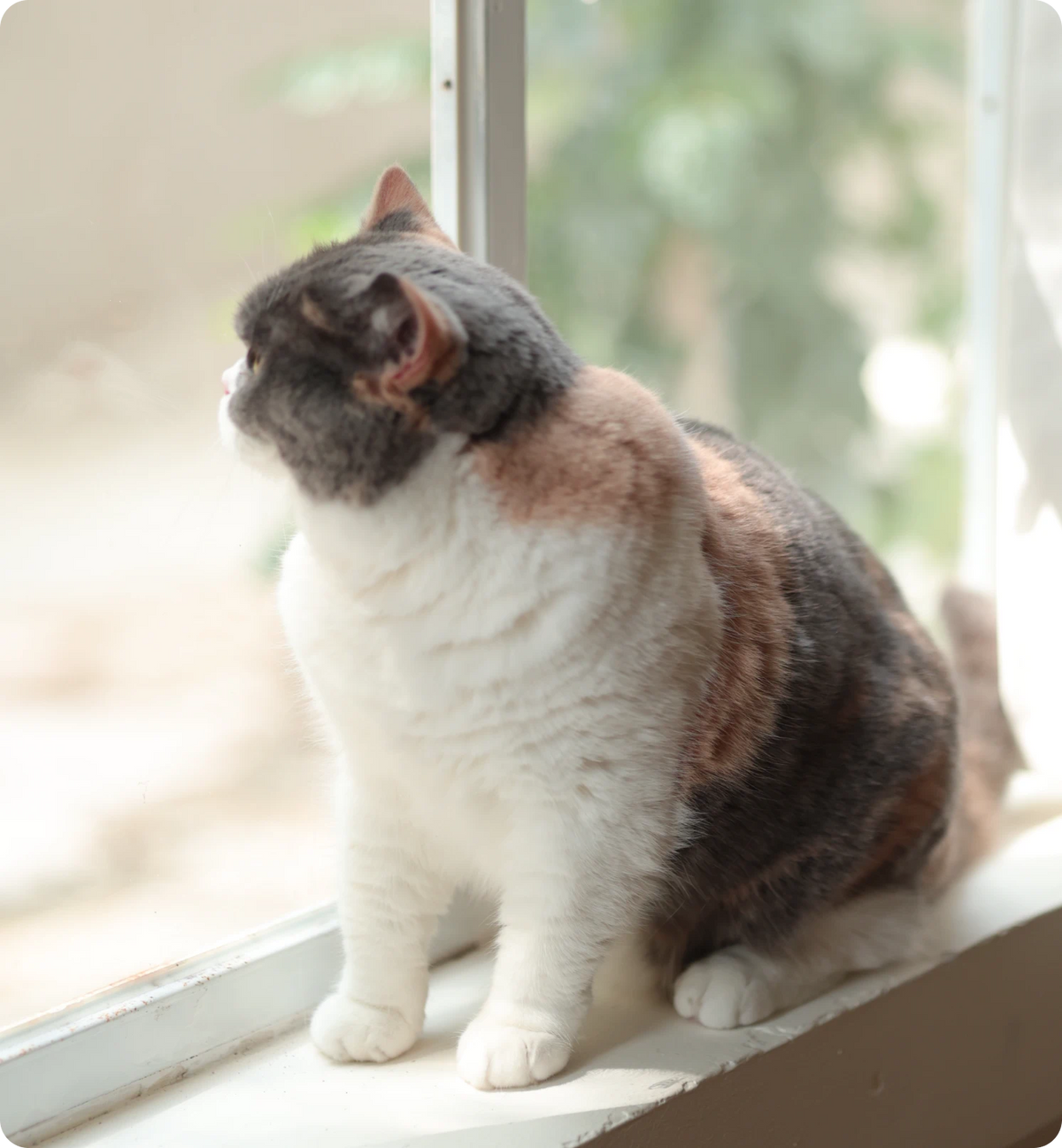 cat sit on windowsill