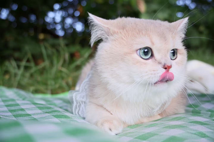 Senior cat